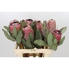 Protea Barbigera Air