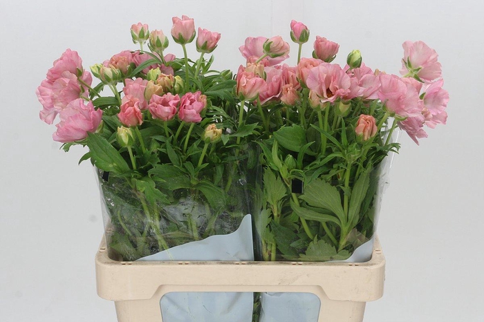 <h4>Ranunculus Butterfly Isis</h4>