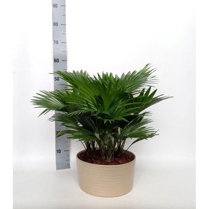 <h4>LIVISTONA ROTUNDIFOL</h4>