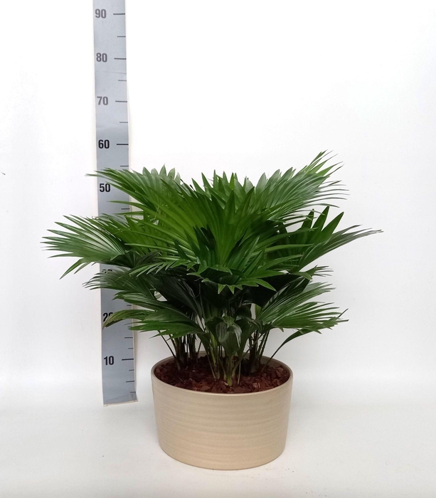 LIVISTONA ROTUNDIFOL