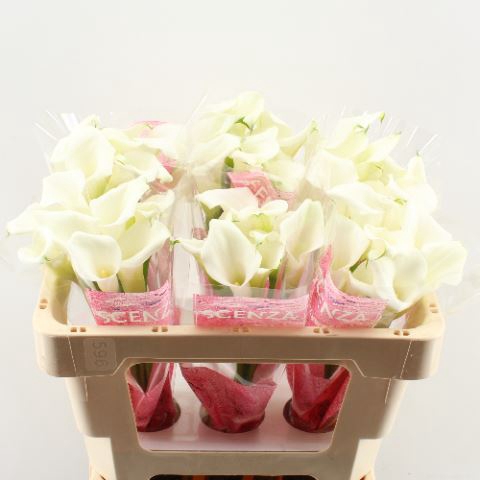 <h4>Calla Crystal Blush</h4>