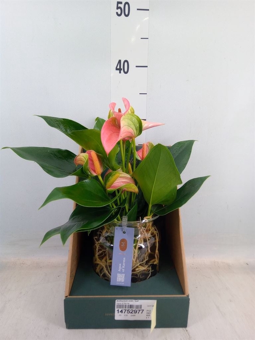 <h4>Anthurium andr. 'Joli'</h4>