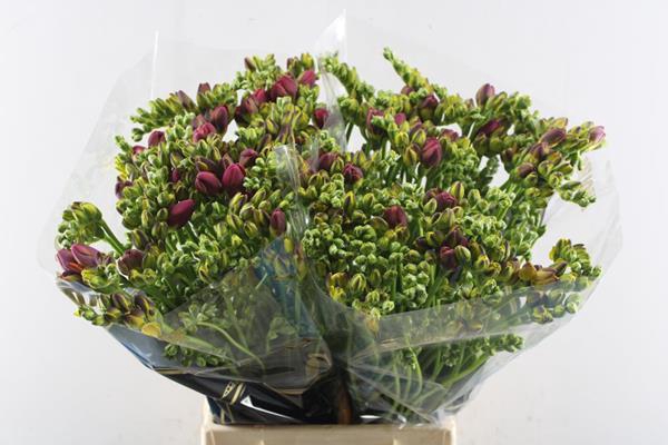 <h4>Fr Du Red Bell</h4>