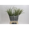Panicum Dewey Blue