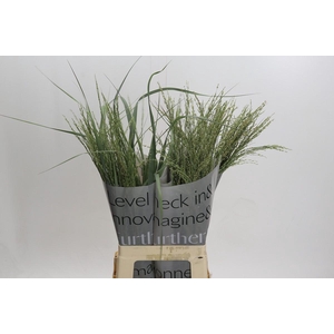 Panicum Dewey Blue
