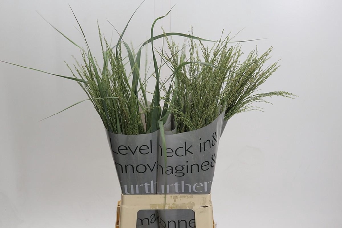 Panicum Dewey Blue