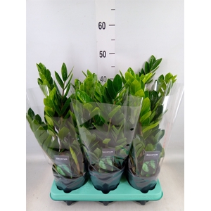 Zamioculcas zamiifolia 'Lima'