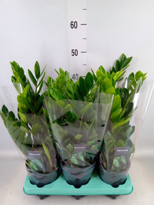 <h4>Zamioculcas zamiifolia 'Lima'</h4>