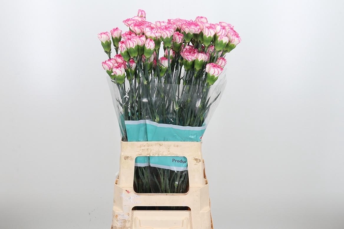 <h4>Dian St Komachi</h4>