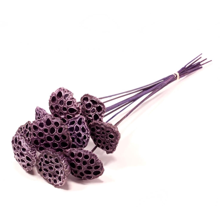 <h4>Lotus Medium O/s Wax 10pc Wax Purple</h4>
