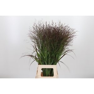 Panicum Warrior