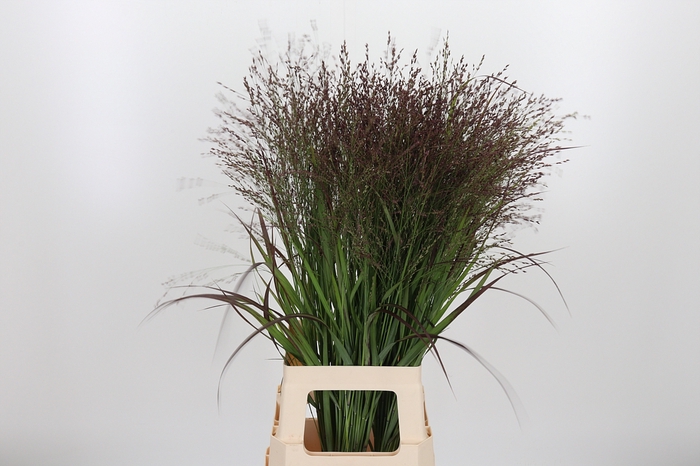 <h4>Panicum Warrior</h4>