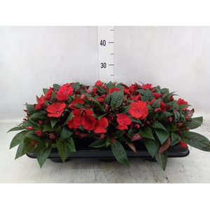 Impatiens NG 'Tamarinda Dark Red'