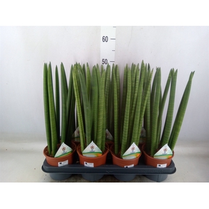 Sansevieria cyl.  ...