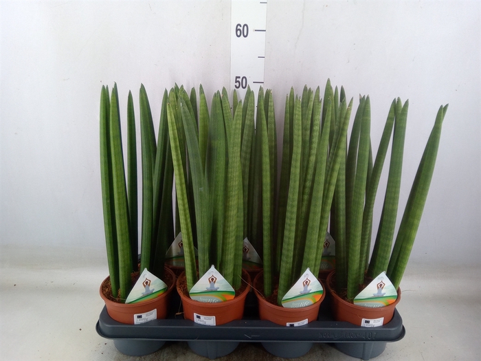 <h4>Sansevieria cyl.  ...</h4>
