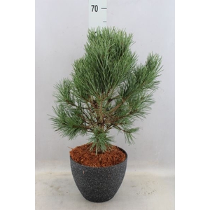 Pinus sylvestris 'Watereri'