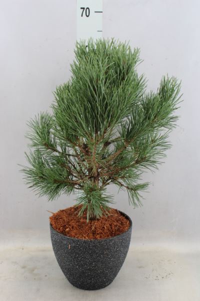 Pinus sylvestris 'Watereri'