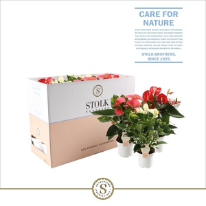 Anthurium Top Mix (5 kleuren) in Ecobox
