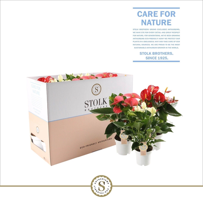 <h4>Anthurium Top Mix (5 kleuren) in Ecobox</h4>