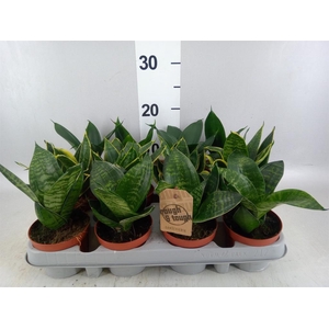 Sansevieria trifa. 'Hahnii'