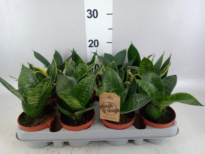 <h4>Sansevieria trifa. 'Hahnii'</h4>