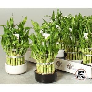DRA LUCKY BAMBOO
