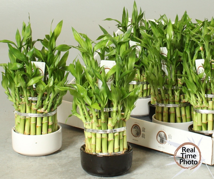 <h4>DRA LUCKY BAMBOO</h4>