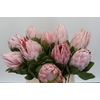 Protea Cynaroides