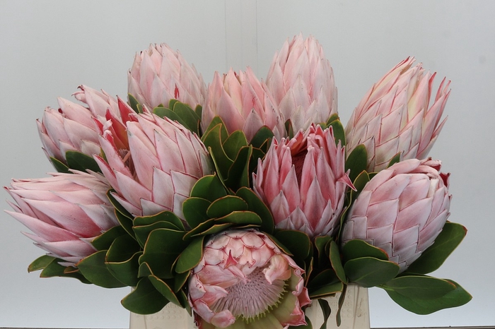 Protea Cynaroides
