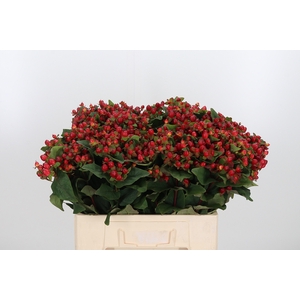 Hypericum Red