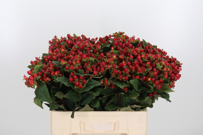 <h4>Hypericum Red</h4>