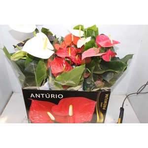 ANTHURIUM VARIADO P17 PREMIUM