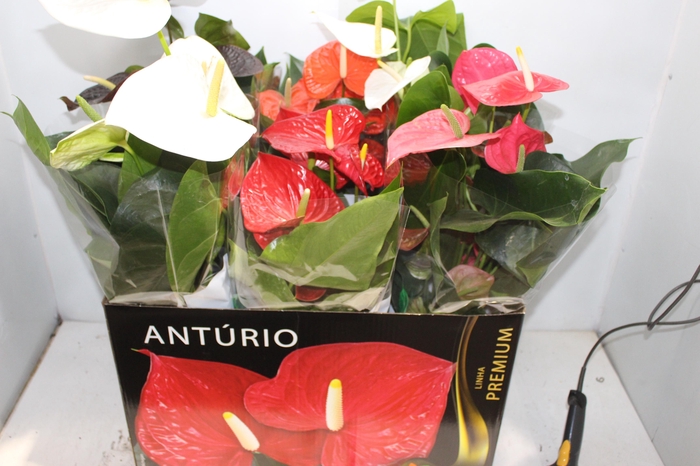 <h4>ANTHURIUM VARIADO P17 PREMIUM</h4>