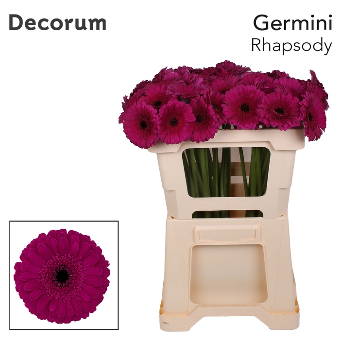 <h4>Germini Rhapsody Water x60</h4>