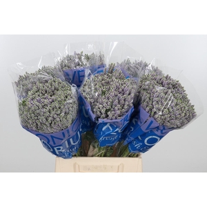 Veron Smart Splash Spary