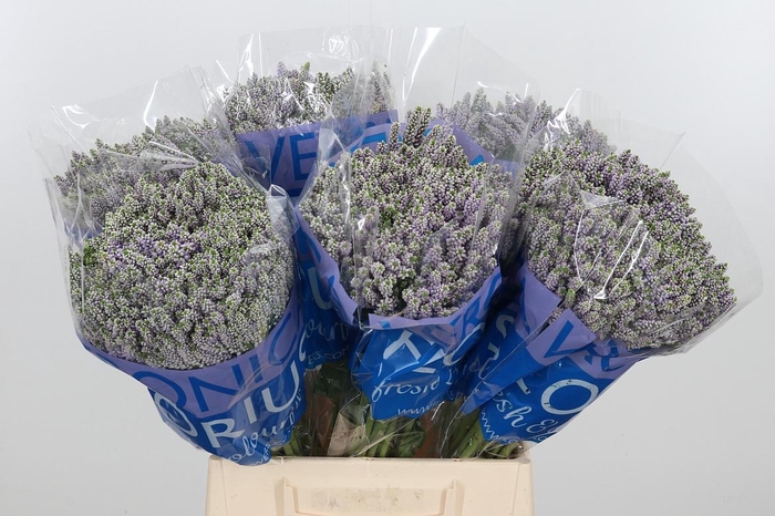 <h4>Veron Smart Splash Spary</h4>