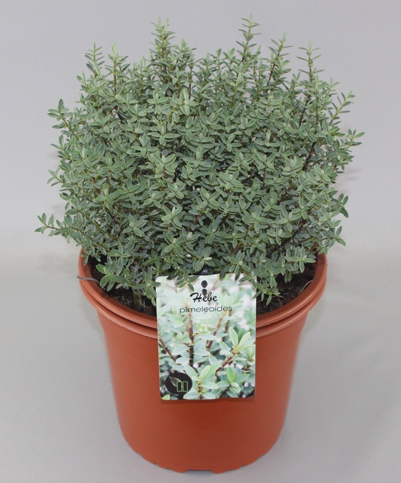 <h4>Hebe pimeleoides C5</h4>