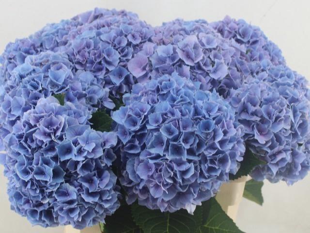 <h4>HYDR M CH CASSANOVA</h4>