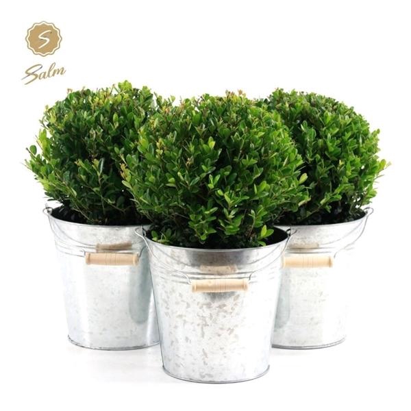 <h4>Ilex crenata 'Jenny'® Ball Ø20cm P17 in Zinc Old-Look</h4>