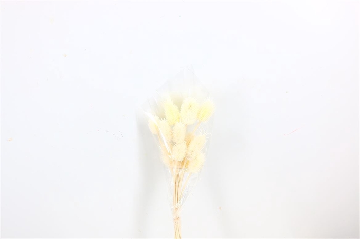 <h4>Pres Cardi Mini 12pcs Bleached Bunch</h4>