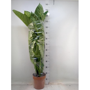 Dieffenbachia seg. 'Tropic Snow'