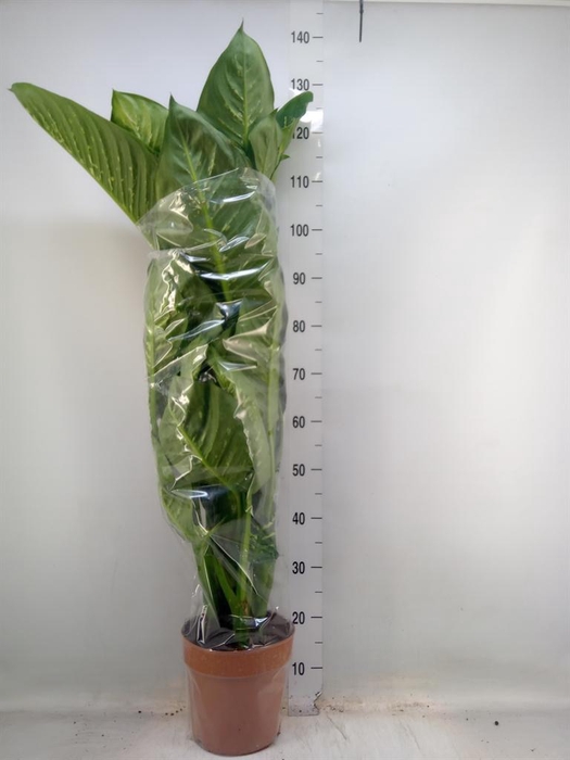 <h4>Dieffenbachia seg. 'Tropic Snow'</h4>