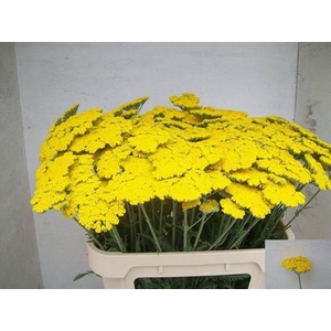 Achillea Coronation Gold