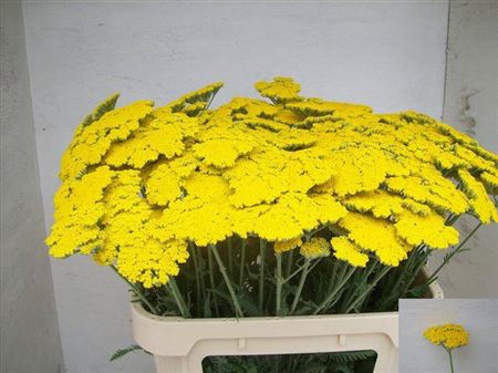 <h4>Achillea Coronation Gold</h4>