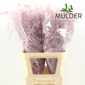 Asp Klb H% L. Getopt Light Pink