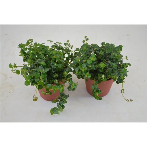 <h4>PILEA SAO PAULO</h4>