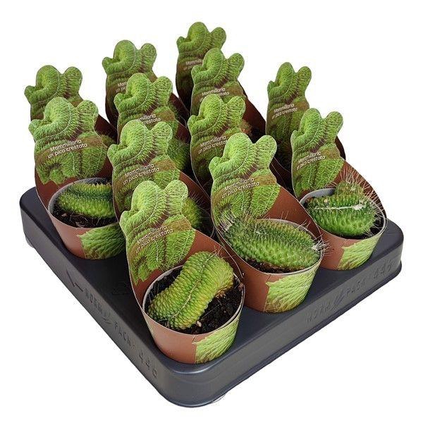 <h4>MAMM SP UN PICO</h4>