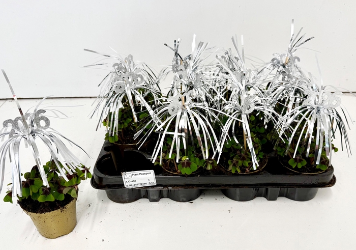 <h4>OXALIS DEPPEI</h4>