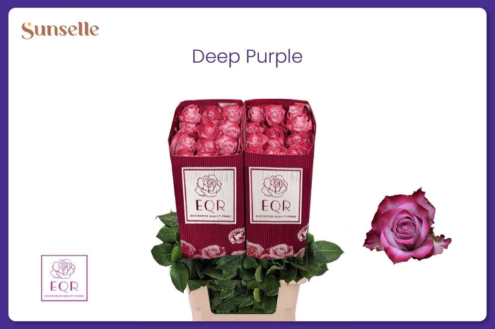 <h4>R GR DEEP PURPLE</h4>