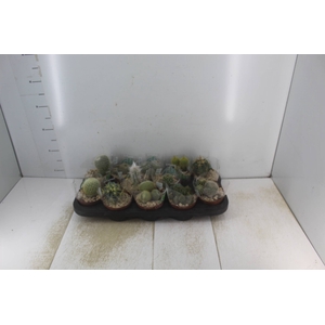 CACTUS RAIZ PROPRIA P11
